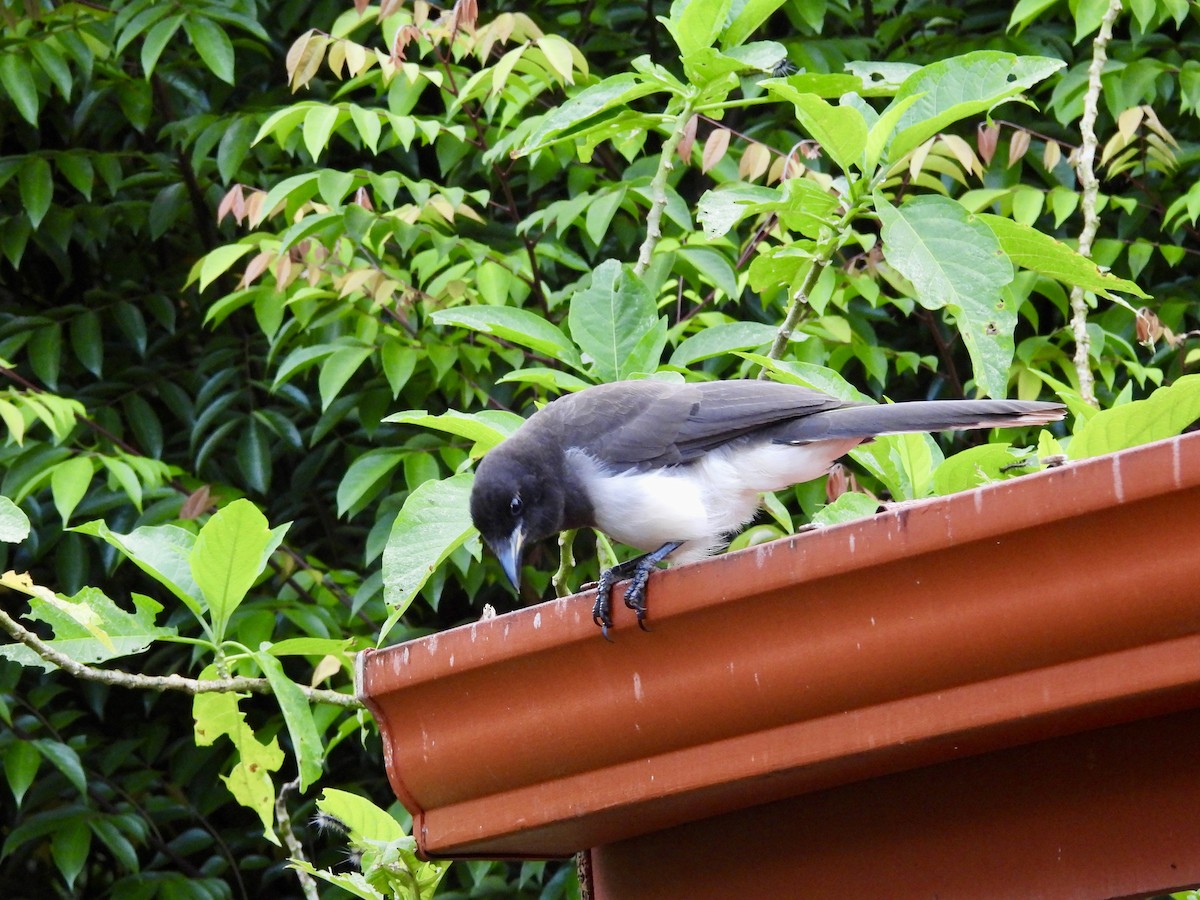Brown Jay - ML642784560