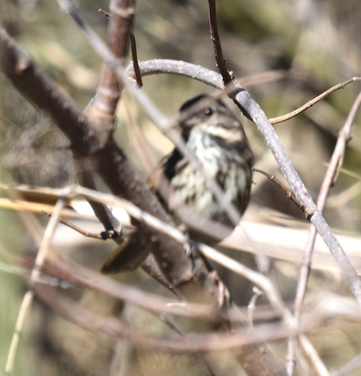 Song Sparrow - ML642784562