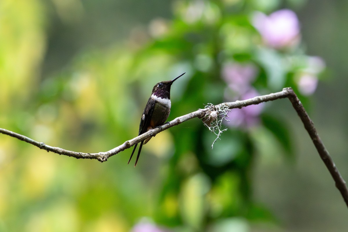 Purple-throated Woodstar - ML642784564