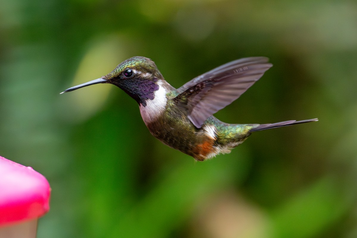 Purple-throated Woodstar - ML642784565