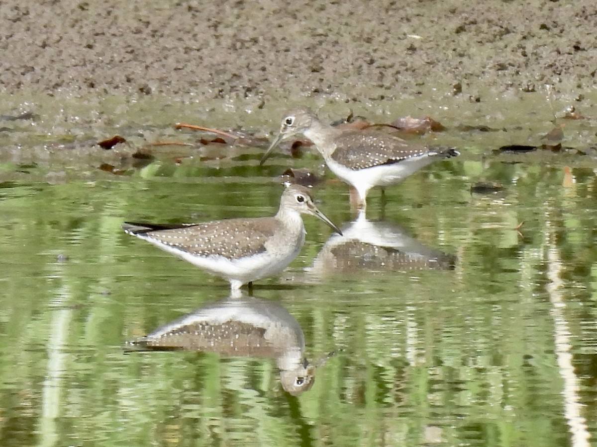 Solitary Sandpiper - ML642784568