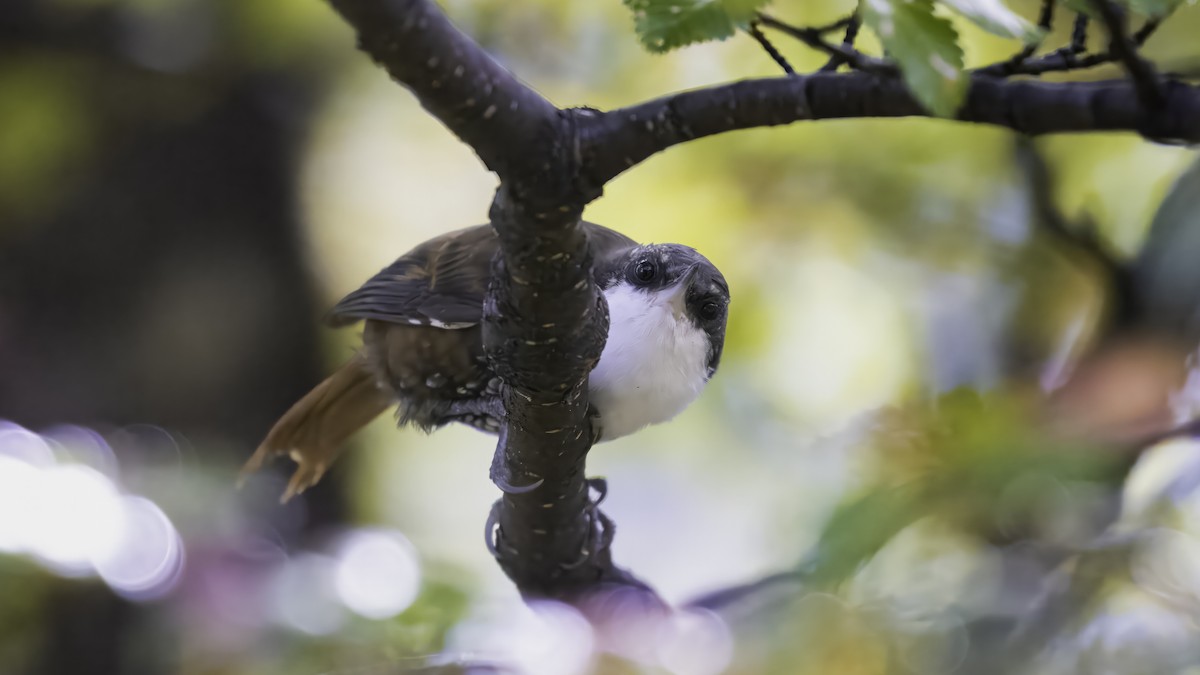 White-throated Treerunner - ML642784593