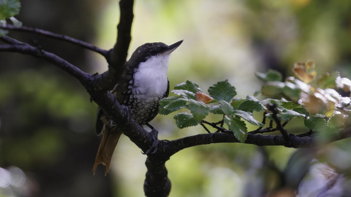 White-throated Treerunner - ML642784594