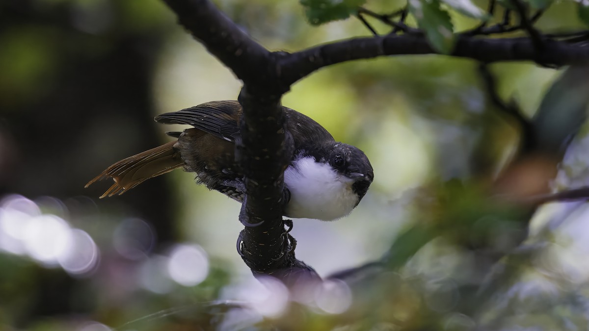 White-throated Treerunner - ML642784595