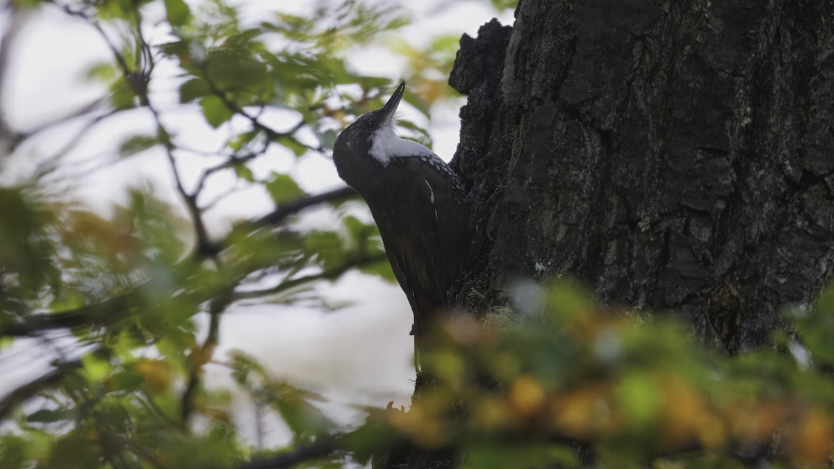 White-throated Treerunner - ML642784596