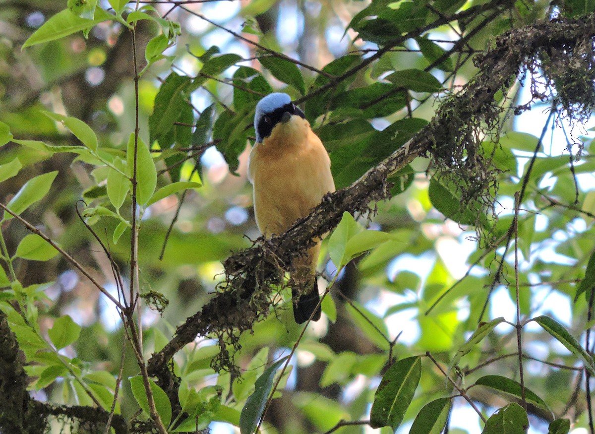 Fawn-breasted Tanager - ML642784604
