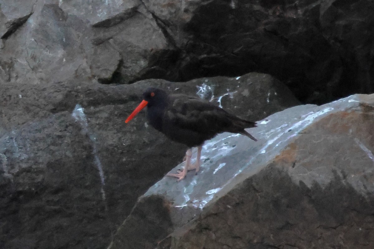 Black Oystercatcher - ML642784607