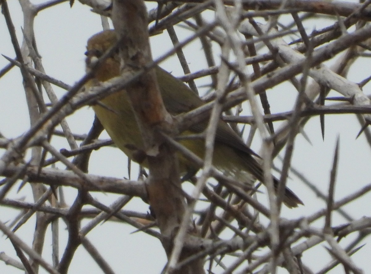 Yellow Thornbill - ML642784624