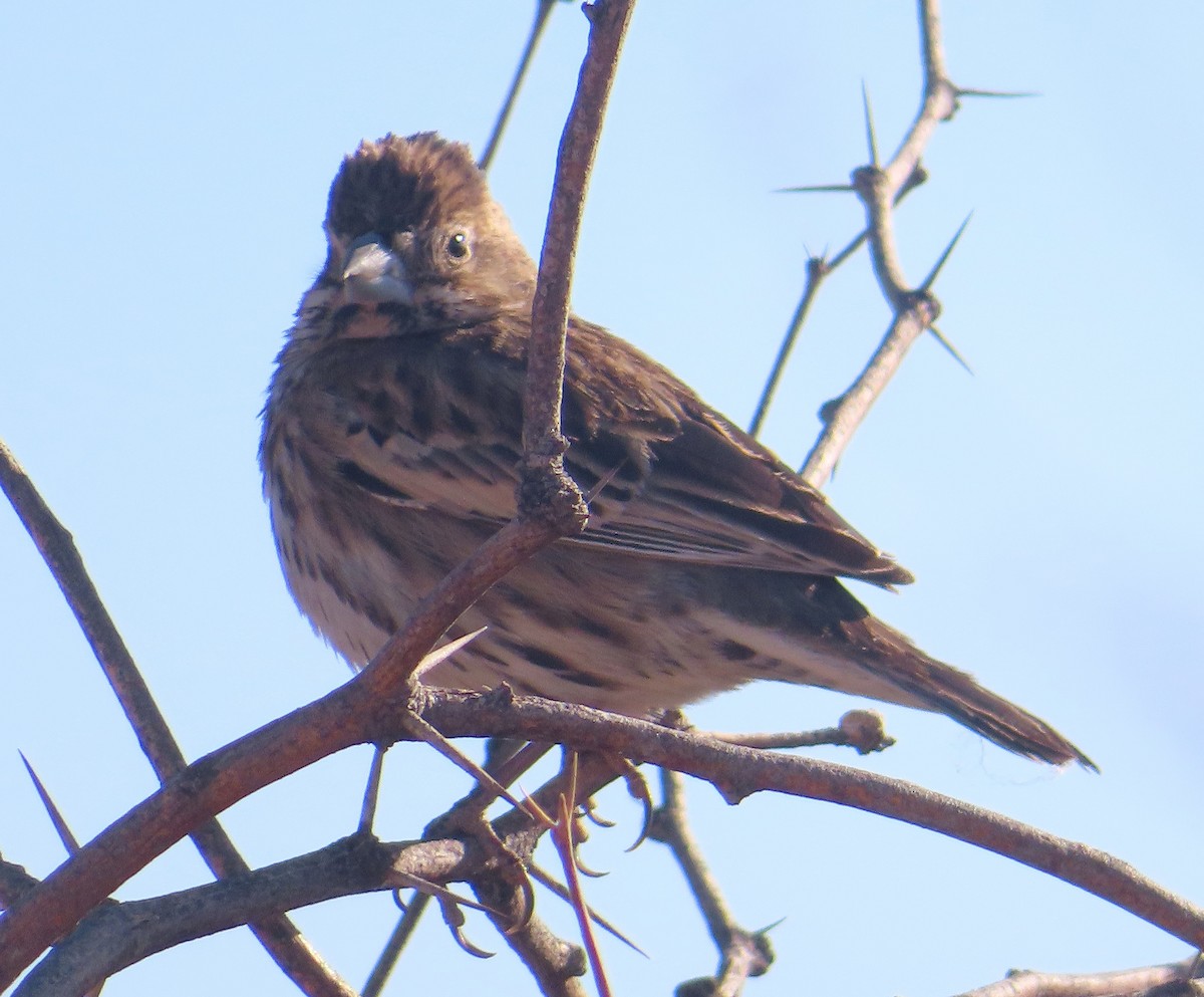 Lark Bunting - ML642784625