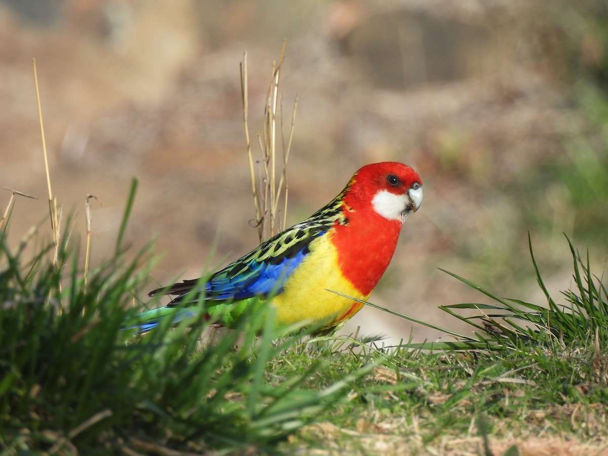 Eastern Rosella - ML642784626