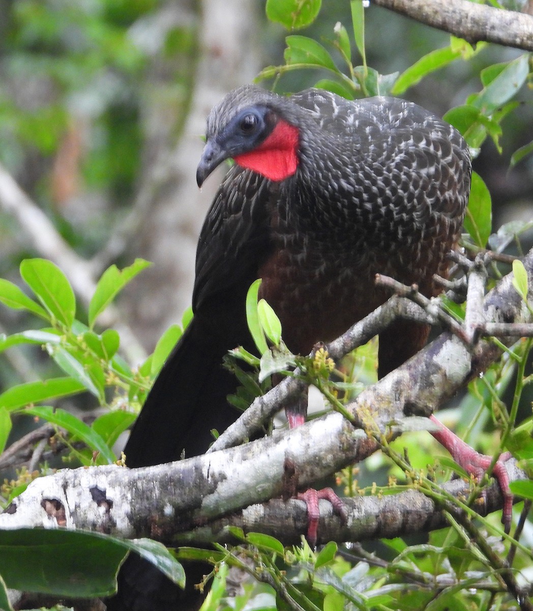 Spix's Guan - ML642784632