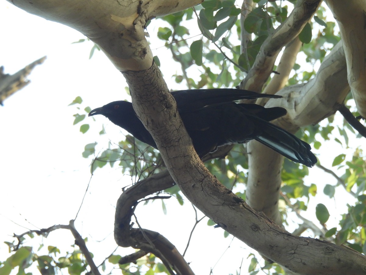 White-winged Chough - ML642784641
