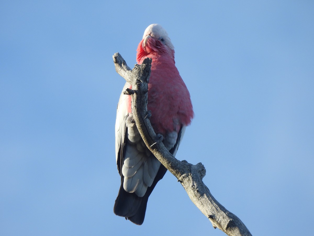 Galah - ML642784645