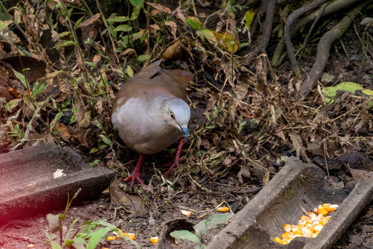 Pallid Dove - ML642784657
