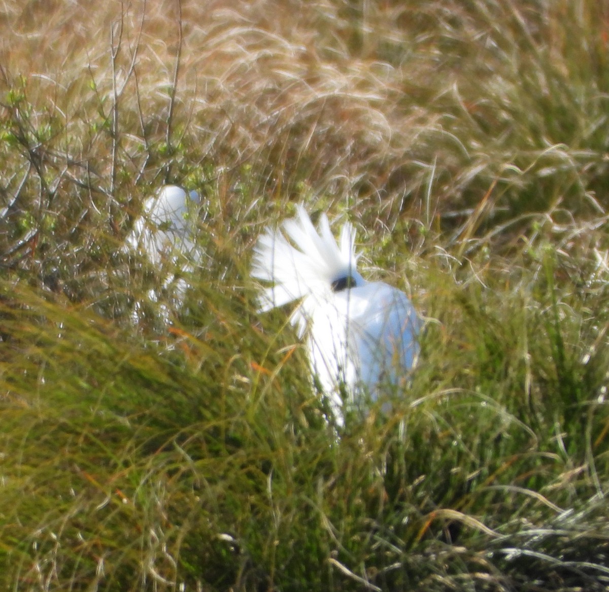 Königslöffler - ML642784679
