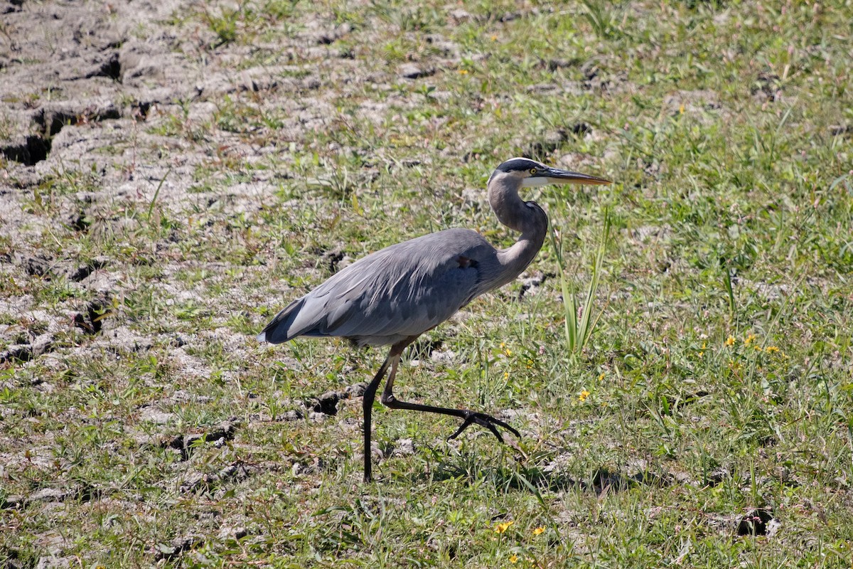 Great Blue Heron - ML642784698