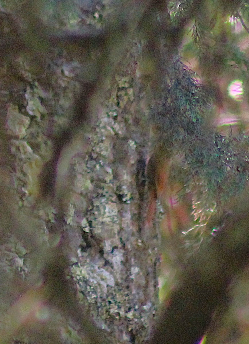 Olivaceous Woodcreeper - ML642784723