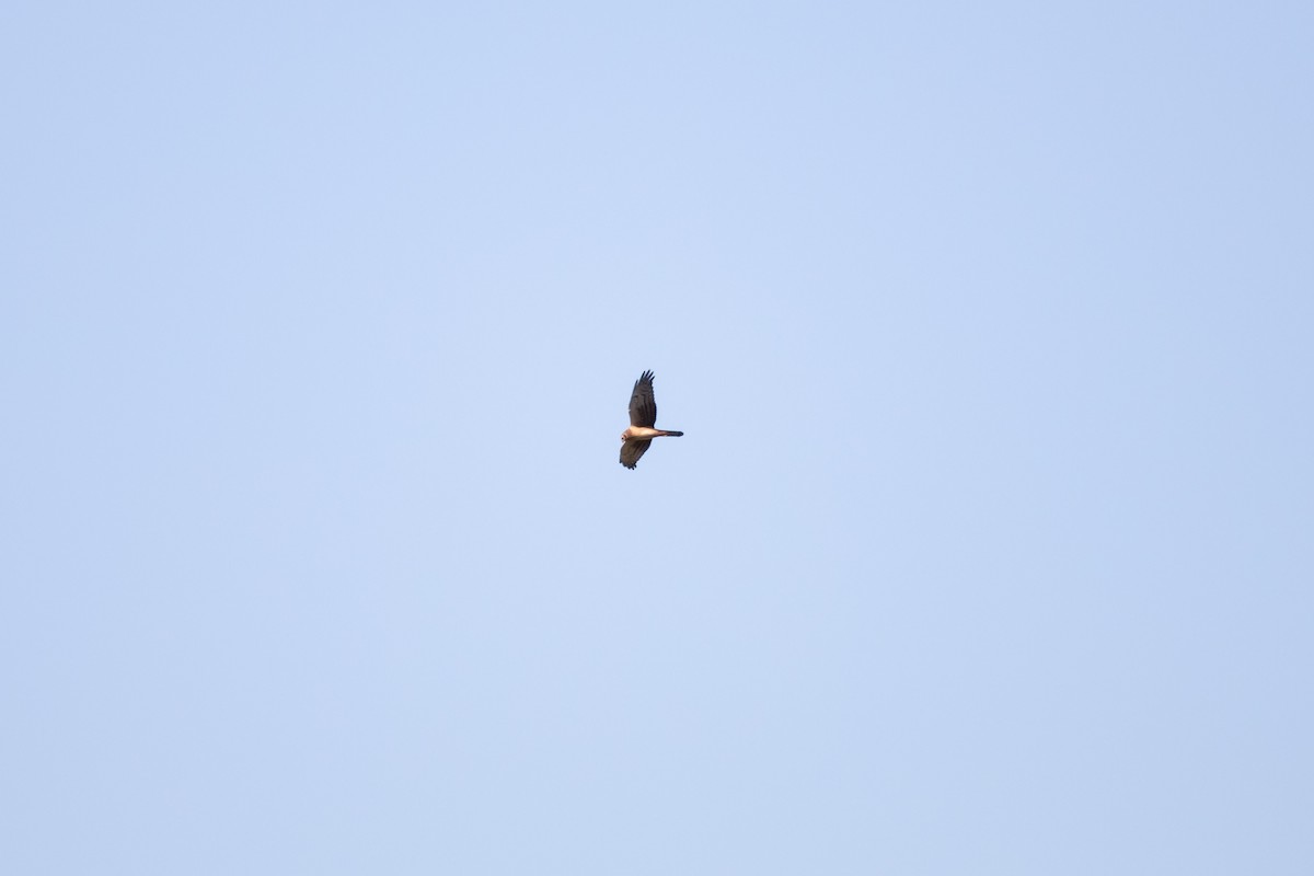 Northern Harrier - ML642784725