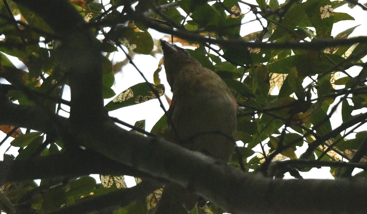 Rose-breasted Grosbeak - ML642784728