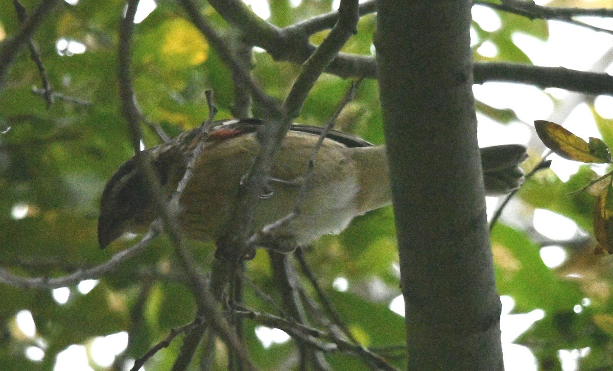 Rose-breasted Grosbeak - ML642784730