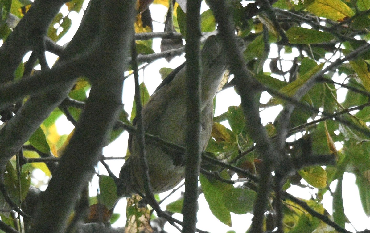 Rose-breasted Grosbeak - ML642784731