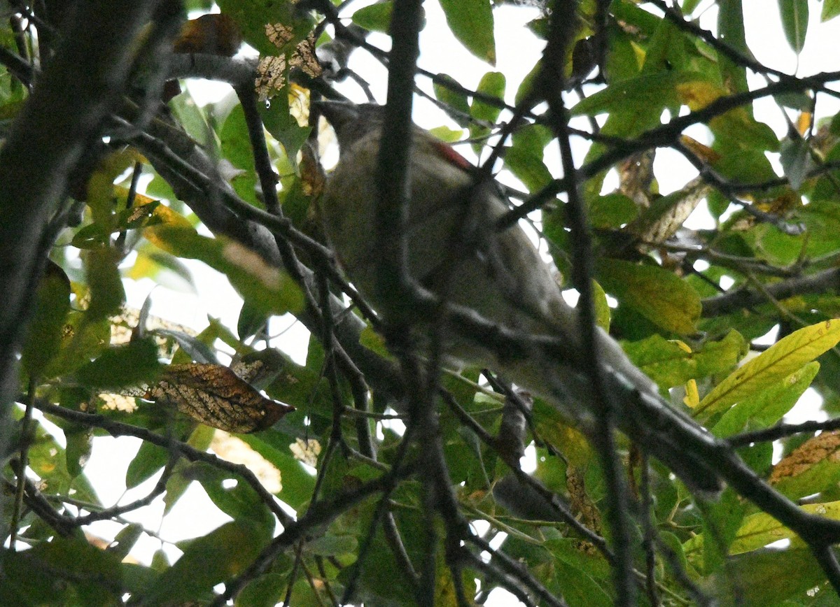 Rose-breasted Grosbeak - ML642784732