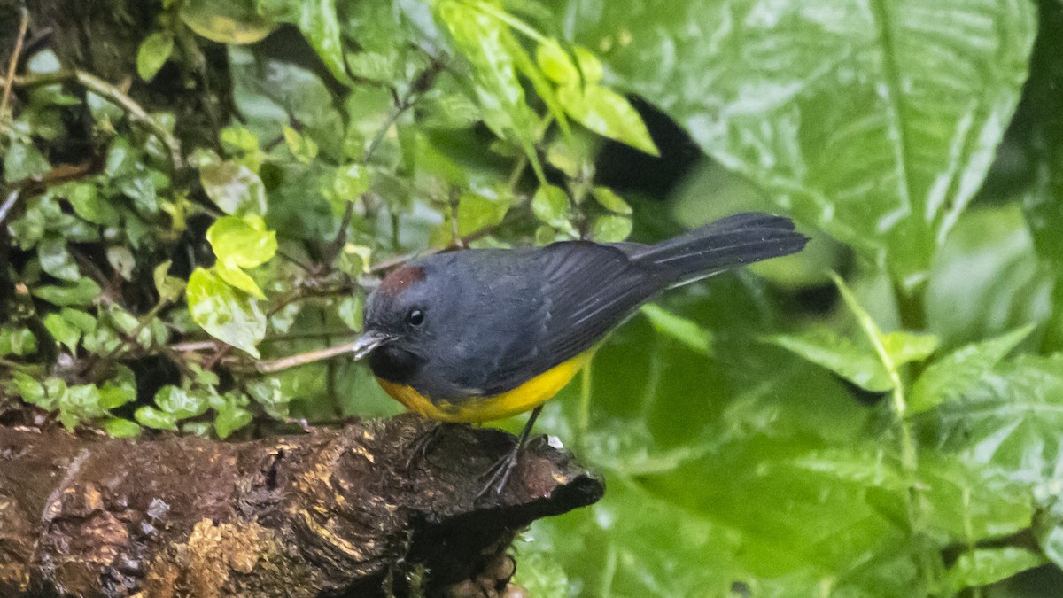 Slate-throated Redstart - ML642784734