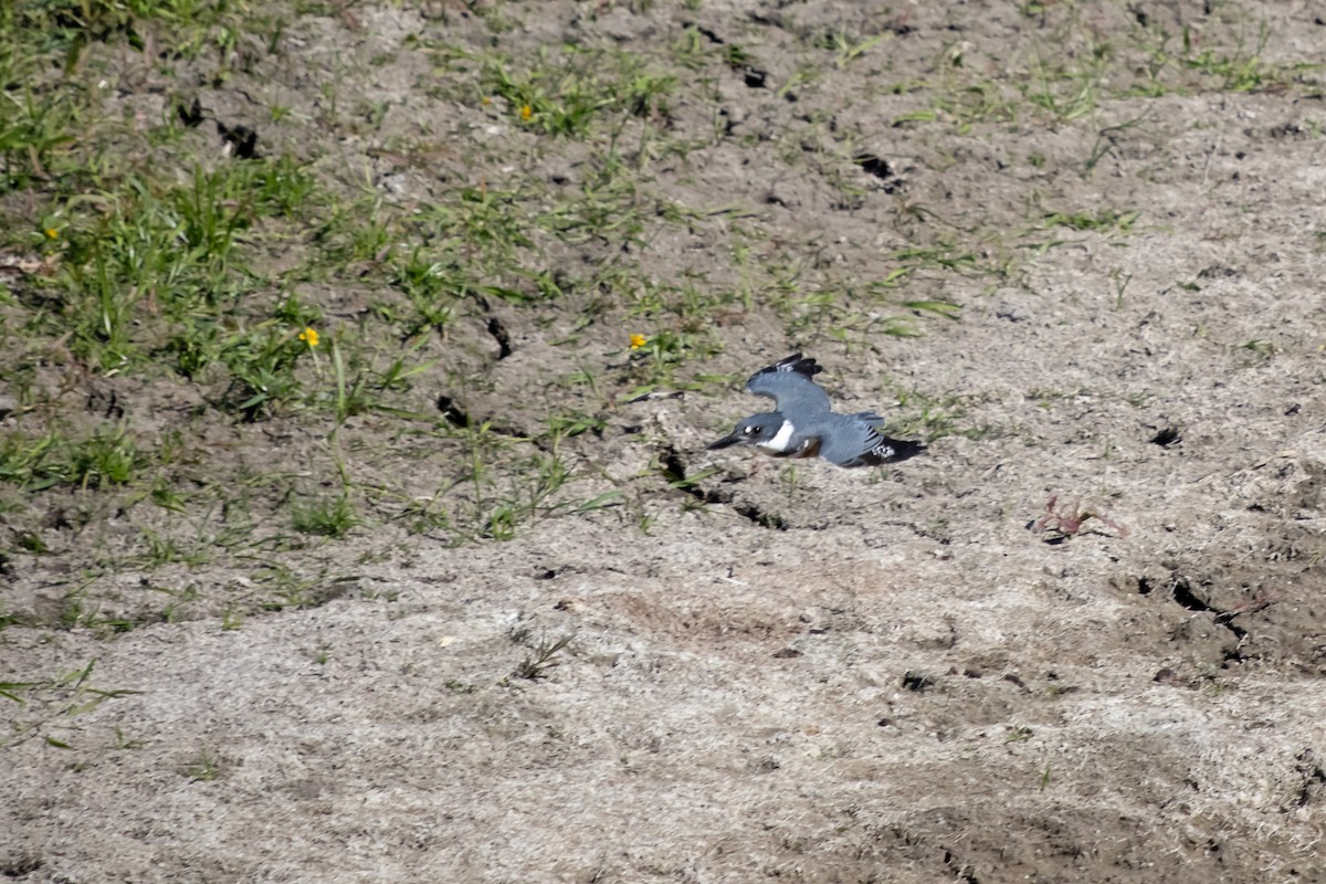 Belted Kingfisher - ML642784735