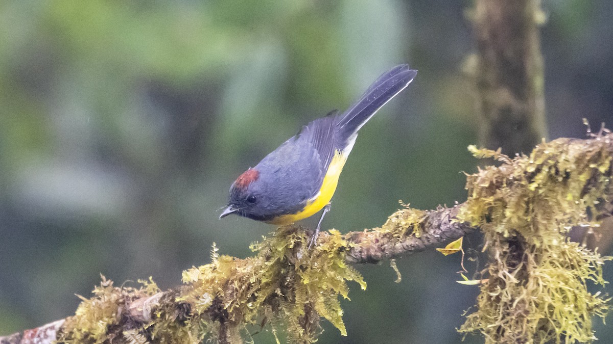 Slate-throated Redstart - ML642784736
