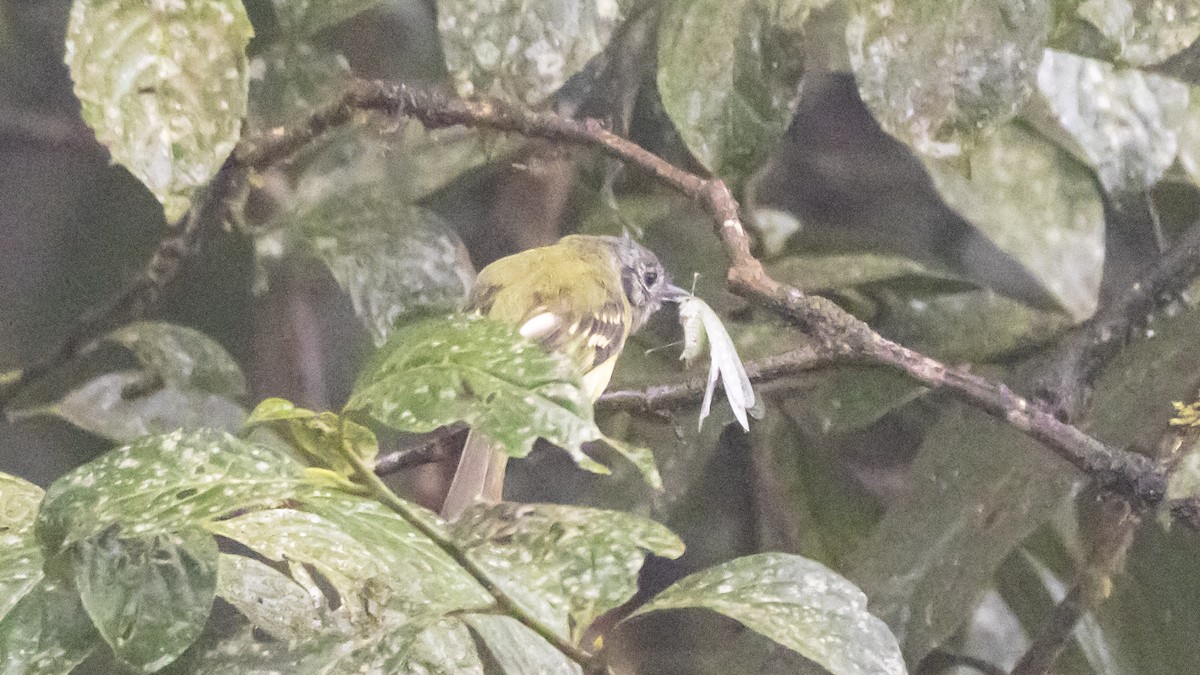 Slaty-capped Flycatcher - ML642784737