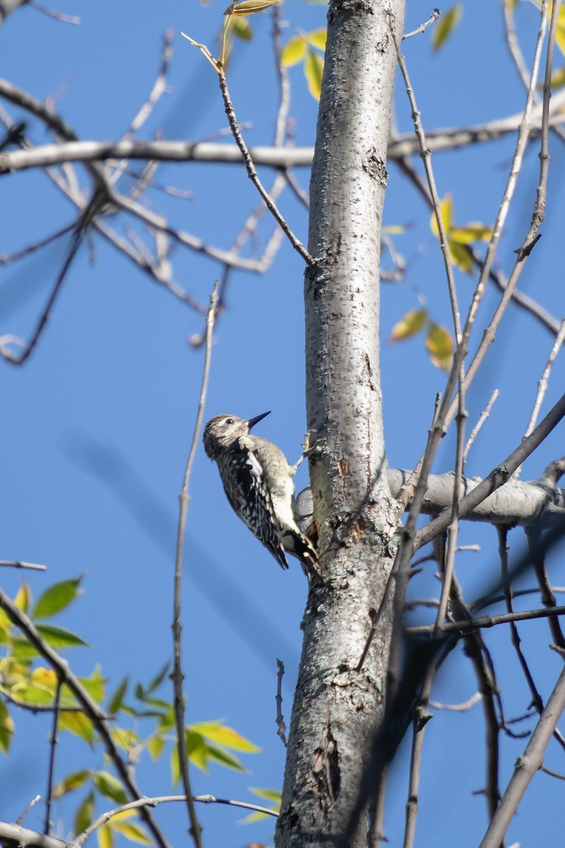 Yellow-bellied Sapsucker - ML642784739