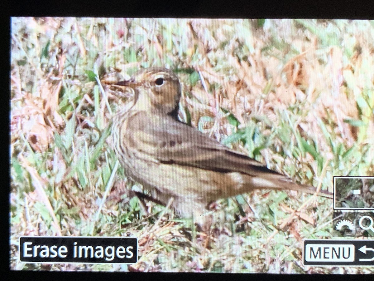 American Pipit - ML642784743