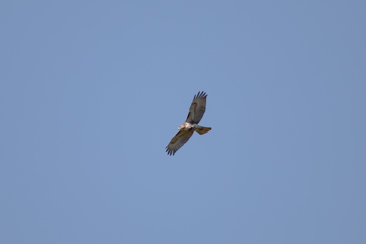 Red-tailed Hawk - ML642784746