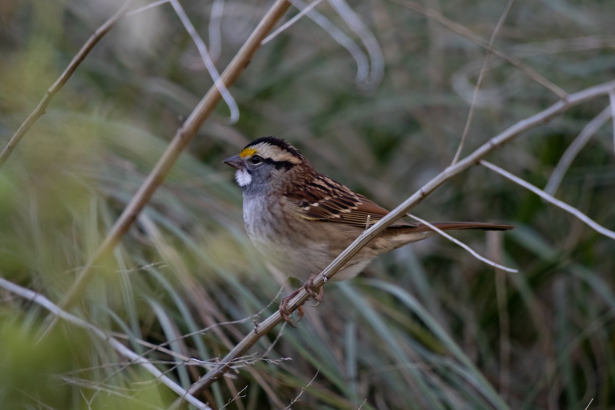 White-throated Sparrow - ML642784753