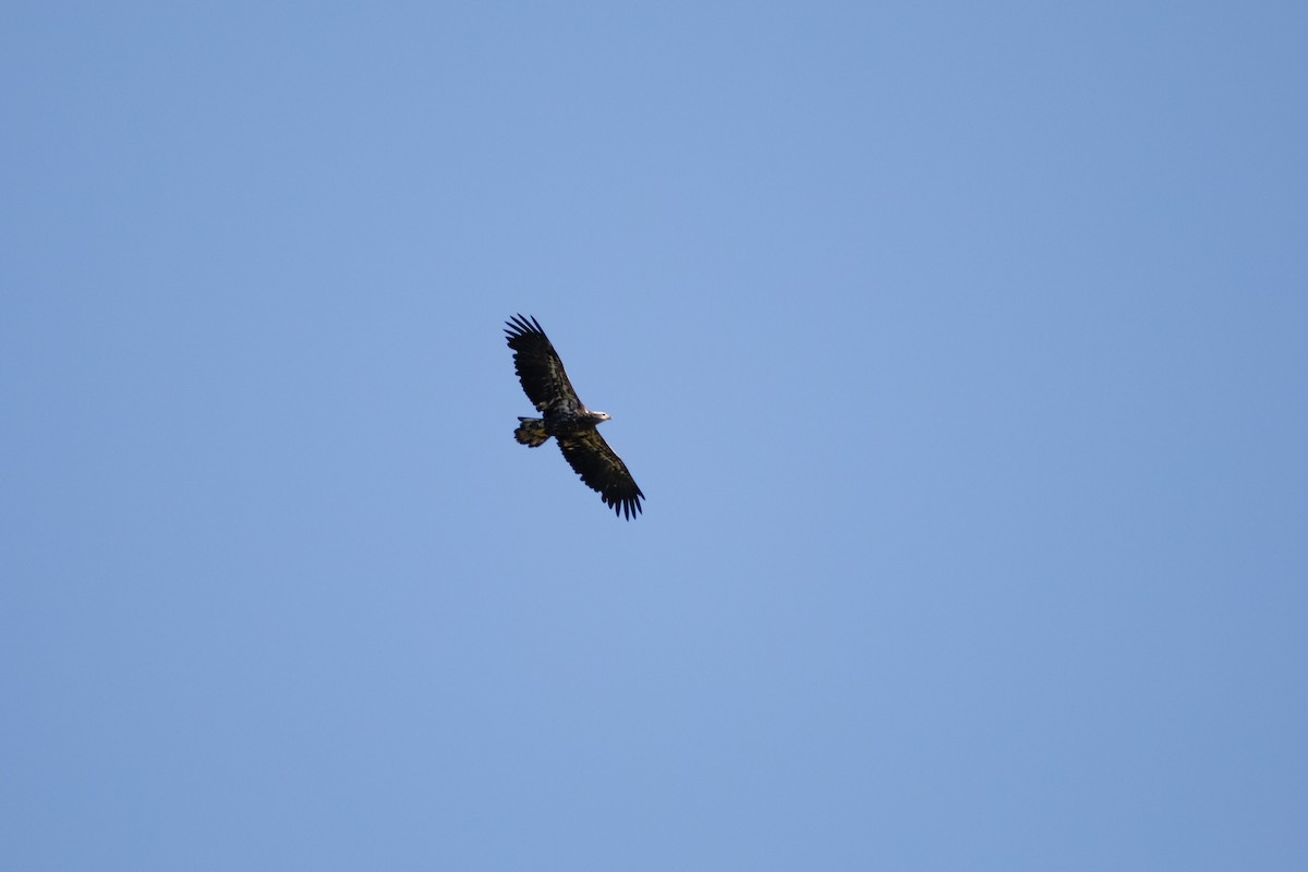 Bald Eagle - ML642784757