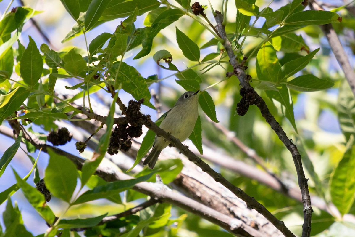 Ruby-crowned Kinglet - ML642784783