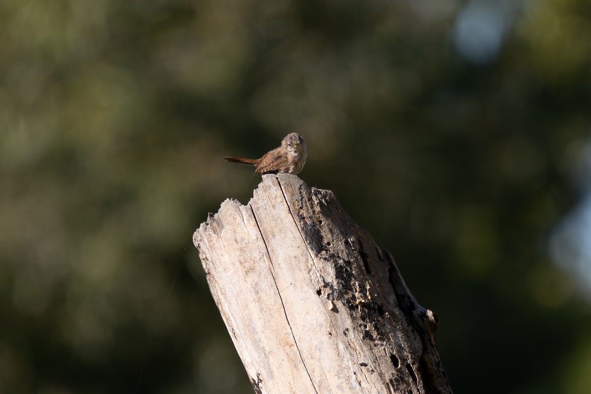 Northern House Wren - ML642784785