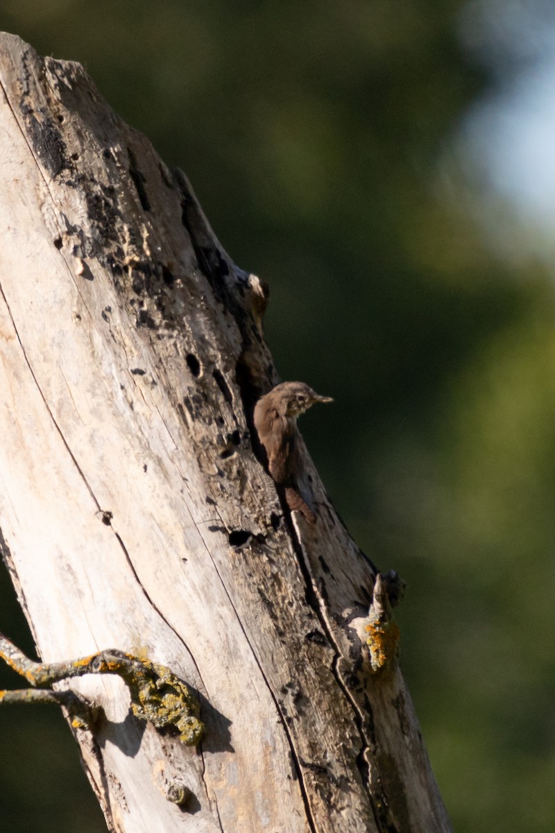 Northern House Wren - ML642784786