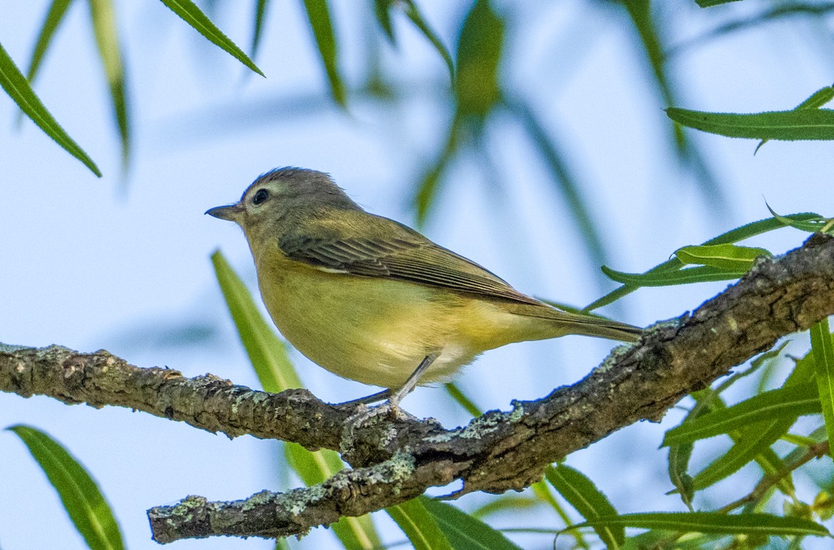 Philadelphia Vireo - ML642784787