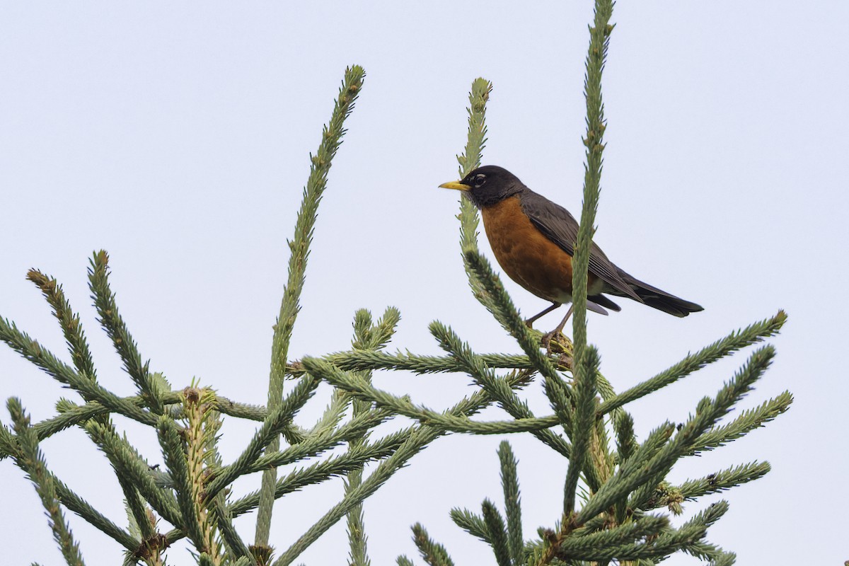 American Robin - ML642784788