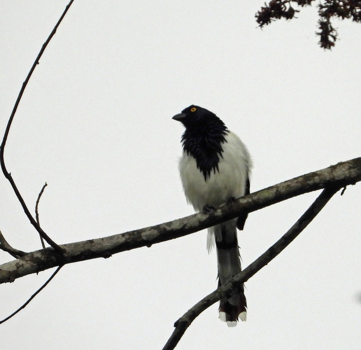 Magpie Tanager - ML642784791