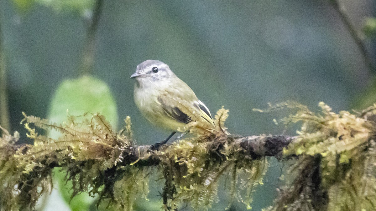 Greenish Elaenia - ML642784795