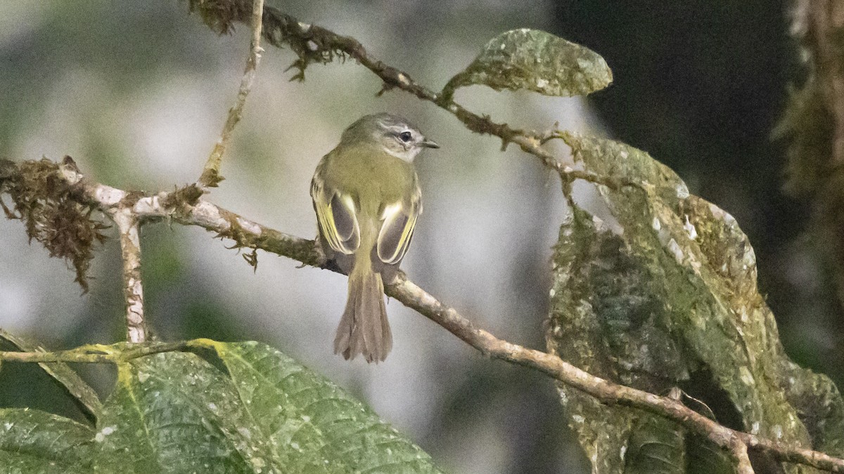 Greenish Elaenia - ML642784796