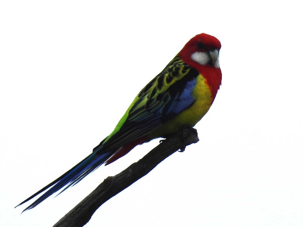 Eastern Rosella - ML642784799