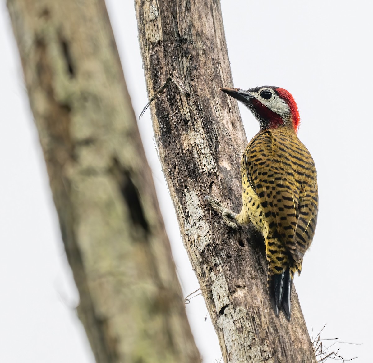 Spot-breasted Woodpecker - ML642784805