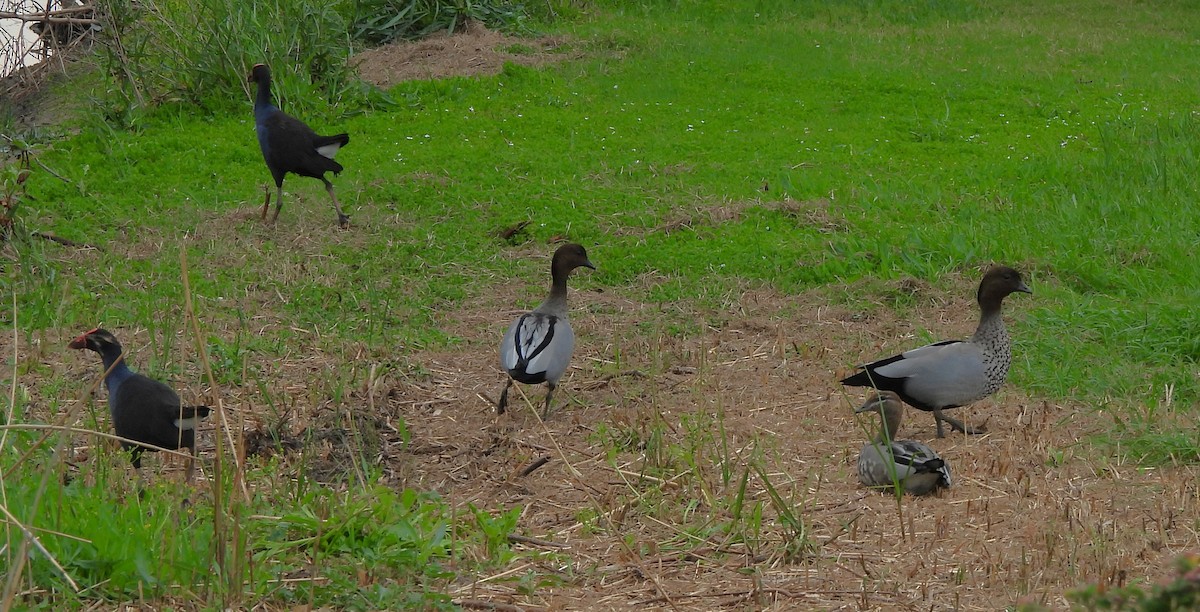 Maned Duck - ML642784808