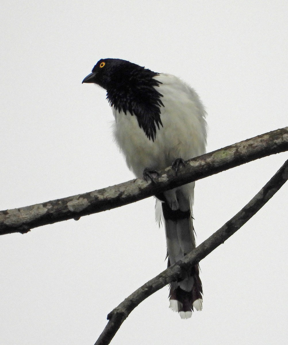 Magpie Tanager - ML642784812