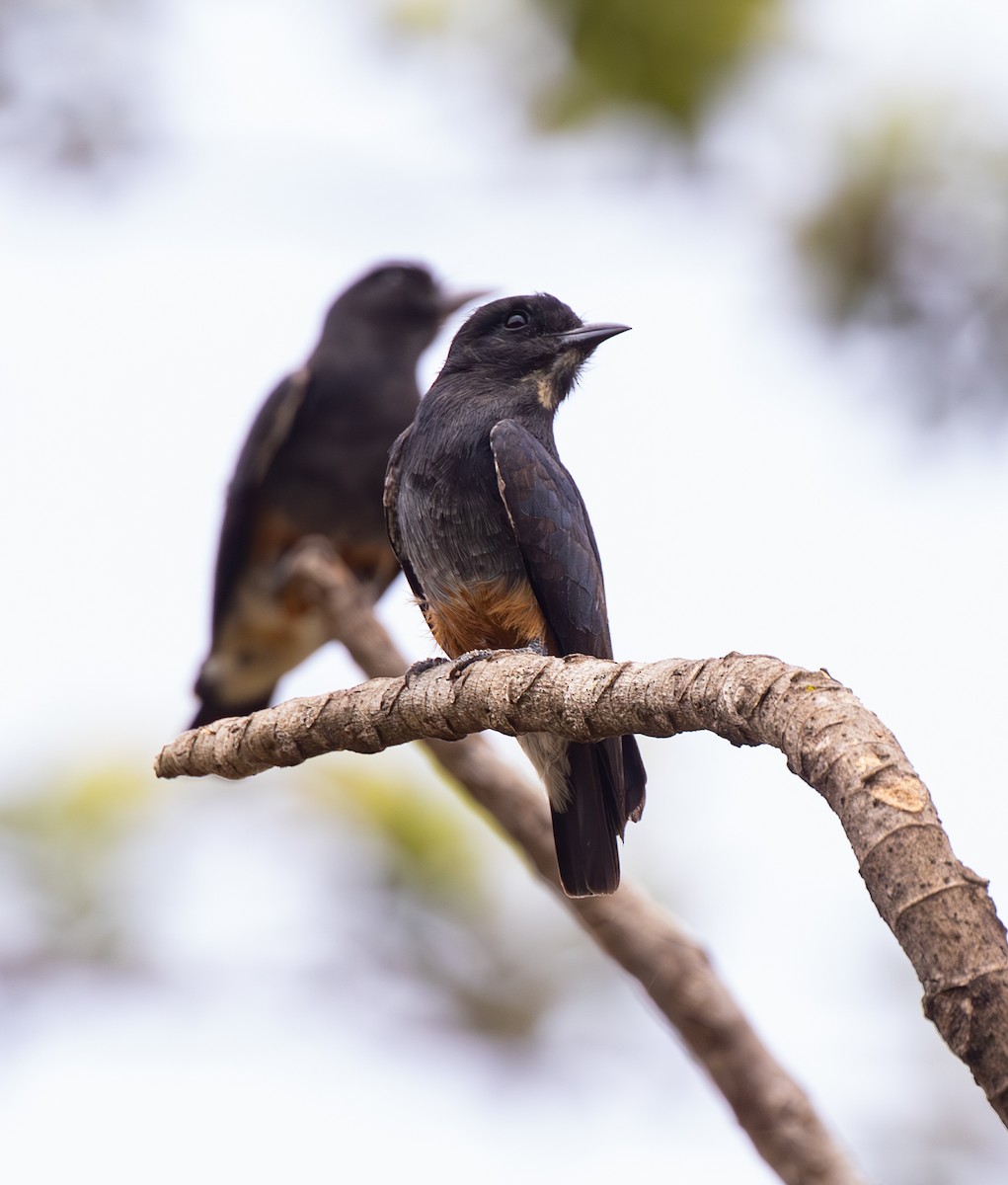 Swallow-winged Puffbird - ML642784820