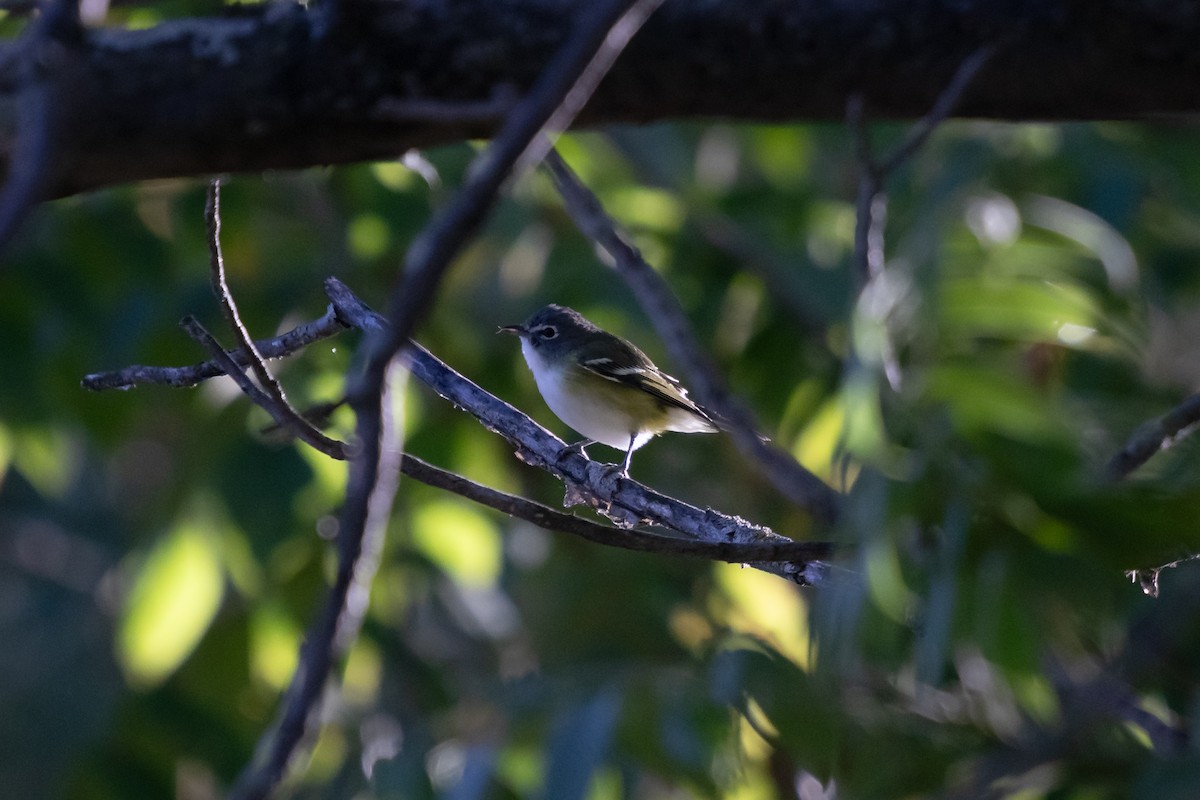 Blue-headed Vireo - ML642784821
