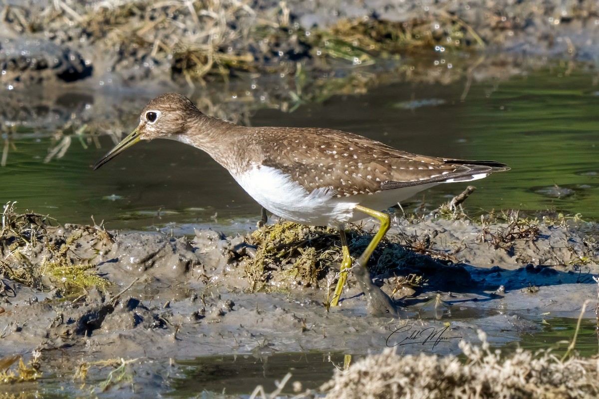 Solitary Sandpiper - ML642784840
